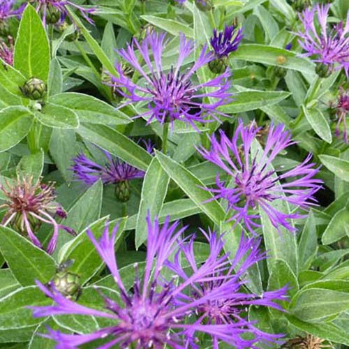 Centaurée des montagnes Violetta - Centaurea montana violetta - Plantes