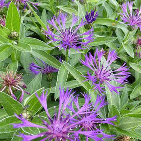 Centaurée des montagnes Violetta - Centaurea montana violetta - Plantes