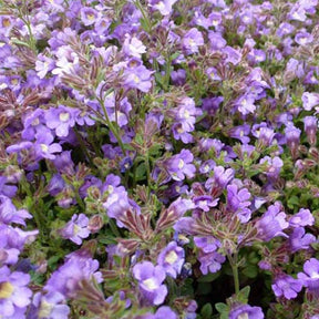 Petite gueule de loup Blue Dream - Chaenorhinum origanifolium blue dream - Plantes