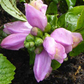 3 Galanes oblique Jenimienie - Chelone obliqua jenimienie - Plantes