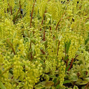 Goutte d'or Jims Pride - Chiastophyllum oppositifolium jims pride - Plantes