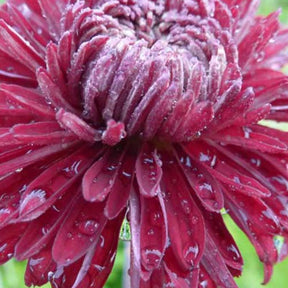 3 Chrysanthèmes des jardins Ceddie Mason - Chrysanthemum indicum ceddie mason - Plantes