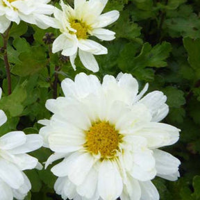 3 Chrysanthèmes des jardins Poesie - Chrysanthemum indicum poesie - Plantes