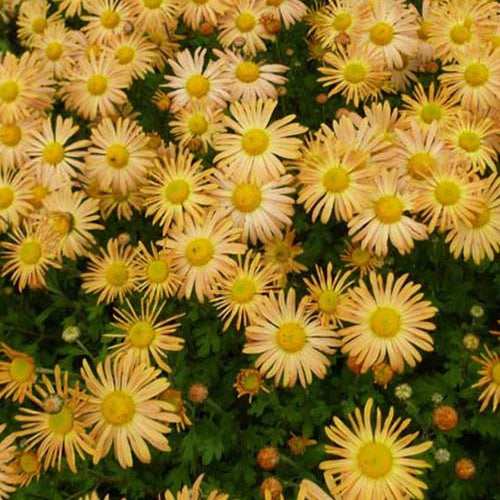 3 Chrysanthèmes Mary Stoker - Chrysanthemum mary stoker - Plantes