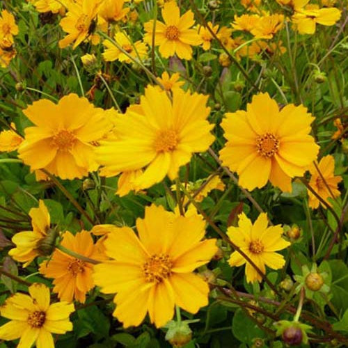 3 Coréopsis Elfin Gold - Coreopsis auriculata elfin gold - Plantes