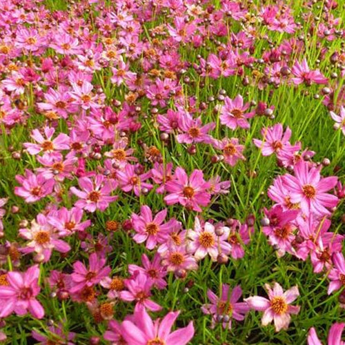 Coréopsis Limerock Passion - Coreopsis limerock passion - Plantes