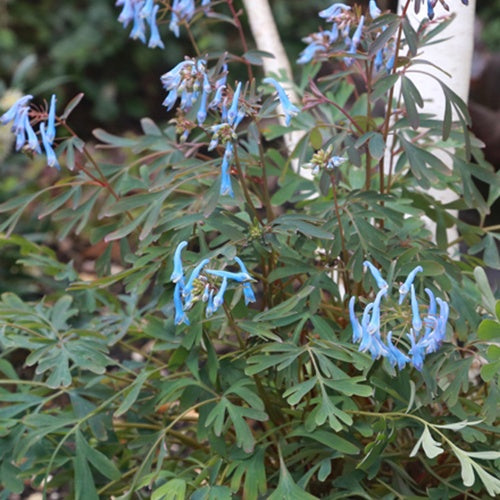 Corydale bleue Porcelain Blue - Corydalis porcelain blue - Plantes