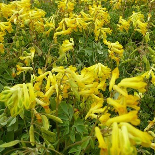 Corydale jaune Fumeterre jaune - Pseudofumaria lutea - Plantes