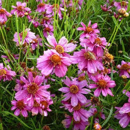 Coréopsis Heavens Gate - Coreopsis rosea heavens gate - Plantes