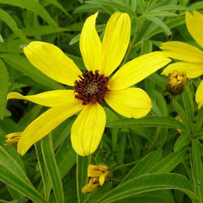 Grand coréopsis - Coreopsis tripteris - Plantes