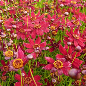 Coréopsis verticillé Ruby Red - Coreopsis verticillata ruby red - Plantes