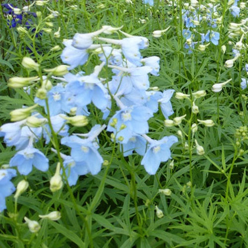 Grand Delphinium Ballkleid - Delphinium ballkleid - Plantes