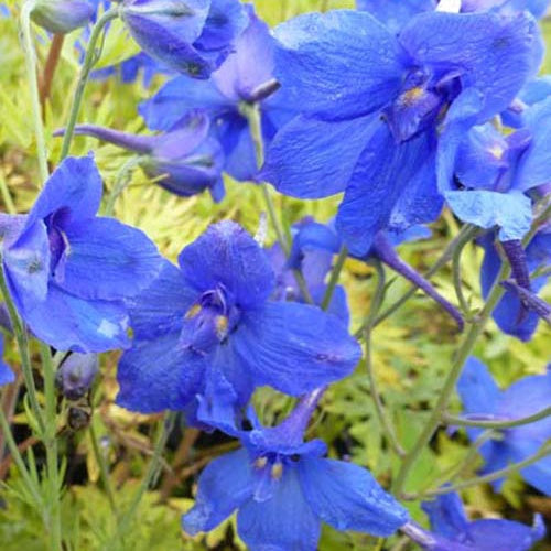 3 Dauphinelles à grandes fleurs Blauer Zwerg - Delphinium grandiflorum blauer zwerg - Plantes