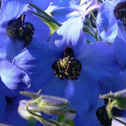 Delphinium Finsteraarhorn - Delphinium finsteraarhorn - Plantes