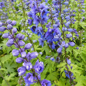 3 Delphiniums Blue Jay - Delphinium ( pacific giant group ) blue jay - Plantes