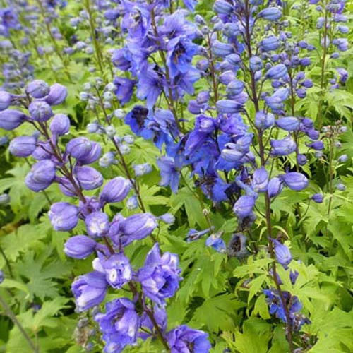 3 Delphiniums Blue Jay - Delphinium ( pacific giant group ) blue jay - Plantes