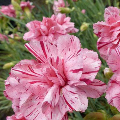 3 Oeilletss mignardise Helen - Dianthus x allwoodii helen - Plantes