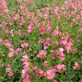 Diascie rose vif - Diascia fetcaniensis - Plantes