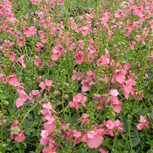 Diascie rose vif - Diascia fetcaniensis - Plantes