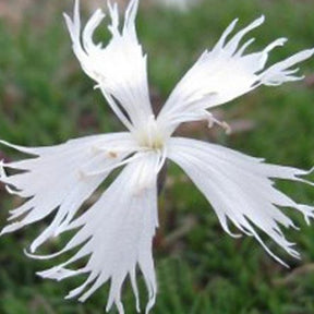 3 Oeillets Berlin Snow - Dianthus berlin snow - Plantes