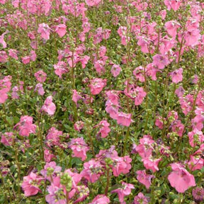 Diascie Ruby Field - Diascia ruby field - Plantes