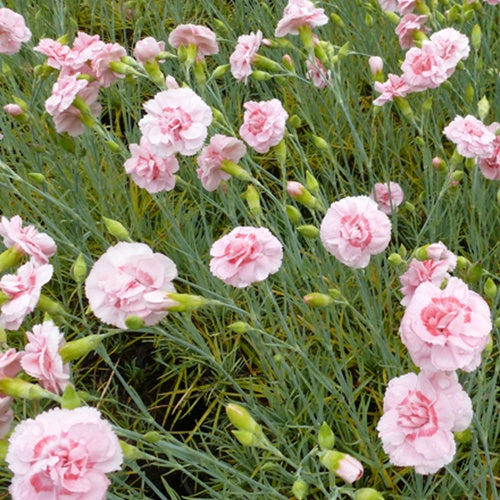 3 Oeillets mignardise Doris - Dianthus plumarius doris - Plantes