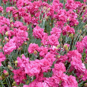 3 Oeillets mignardise Heidi - Dianthus plumarius heidi - Plantes