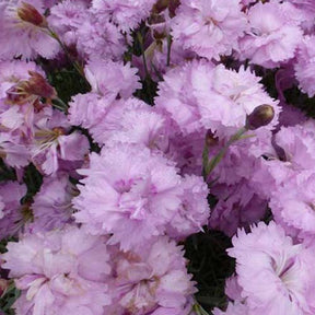 3 Oeillets mignardise Pike's Pink - Dianthus ( plumarius group ) pikes pink - Plantes