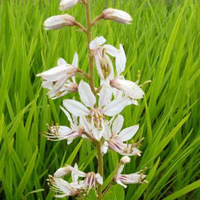 Fraxinelle Herbe aux éclairs Albiflorus - Dictamnus albus albiflorus - Plantes