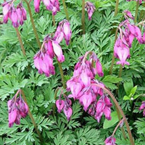 Coeur de Marie Stuart Boothman - Dicentra eximia stuart boothman - Plantes