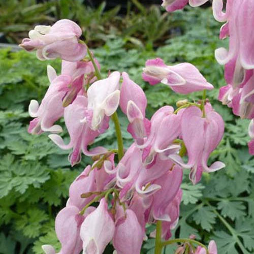 Cœur de Marie nain King of Hearts - Dicentra king of hearts - Plantes