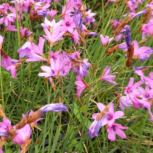 Canne à pêche des anges - Dierama trichorhizum - Plantes