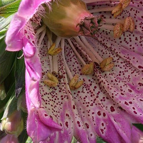 Digitale pourpre Monstrosa - Digitalis purpurea monstrosa - Plantes