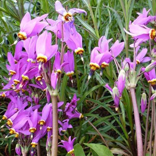 Gyroselle - Primula meadia - Plantes