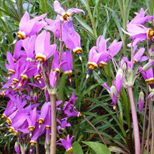 Dodecatheon meadia Queen Victoria - Dodecatheon meadia queen victoria - Plantes