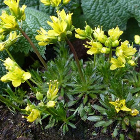 3 Draves faux-aizoon - Draba aizoides - Plantes