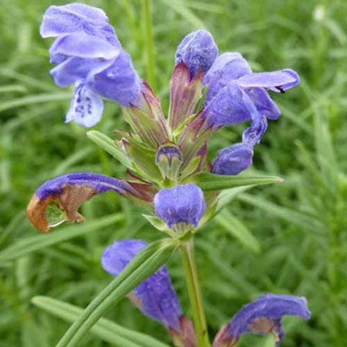 3 Têtes de dragons des bois - Dracocephalum rupestre - Plantes