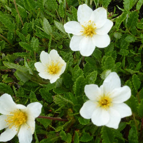 Dryade à huit pétales - Dryas octopetala - Plantes