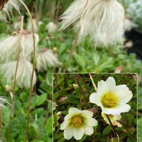 Drave de Sündermann - Dryas x suendermannii - Plantes