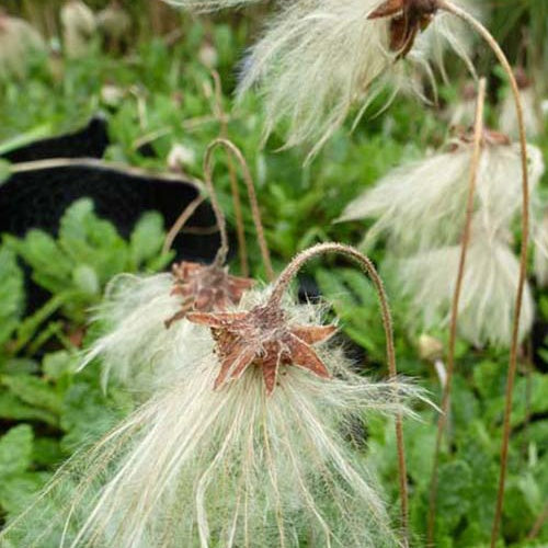 Drave de Sündermann - Dryas x suendermannii - Plantes vivaces