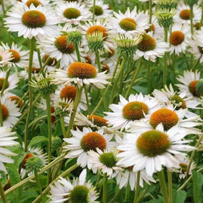 Echinacée pourpre Fragrant Angel - Echinacea purpurea fragrant angel - Plantes