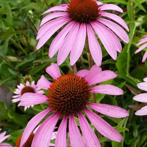 Echinacée Baby Swan Pink - Echinacea purpurea baby swan pink - Plantes