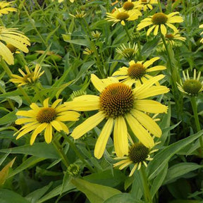 Echinacée Cleopatra - Echinacea cleopatra - Plantes