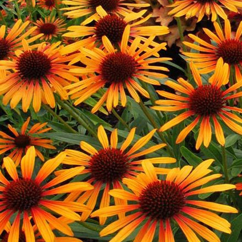 Echinacée pourpre Flame Thrower - Echinacea purpurea flame thrower - Plantes