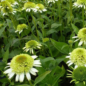 Echinacée Greenline - Echinacea green line - Plantes