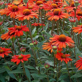 Echinacée Kismet Intense Orange - Echinacea x tnechkio  kismet™ intense orange ( kismet™ series ) - Plantes