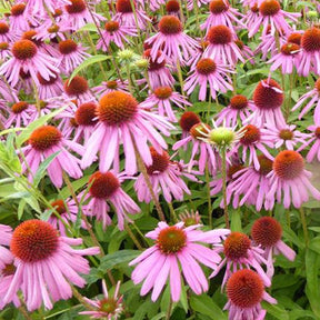 Rudbeckia Kims Knee High Echinacée pourpre - Echinacea purpurea kims knee high - Plantes