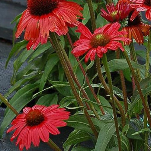 Echinacée Kismet Red - Echinacea x tnechkrd  kismet™ red ( kismet™ series ) - Plantes