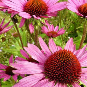 Echinacée pourpre Little Magnus - Echinacea purpurea little magnus - Plantes