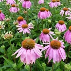 Echinacée pourpre Mistral - Echinacea purpurea mistral - Plantes